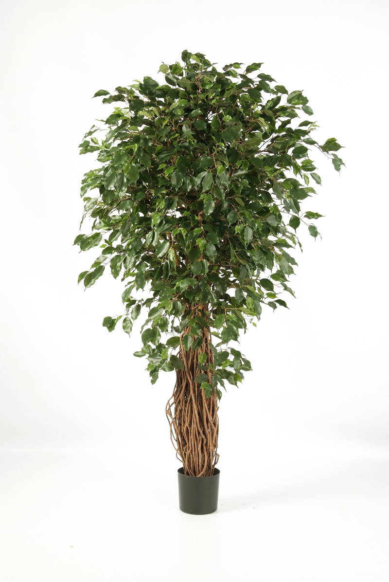 Ficus Liaan Exotica  H: 210 cm