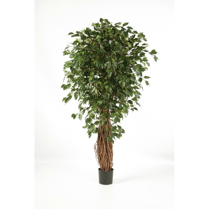 Ficus Liaan Exotica  H: 240 cm
