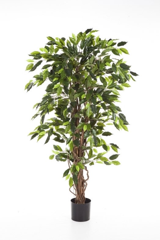 Ficus Liaan H: 120 cm