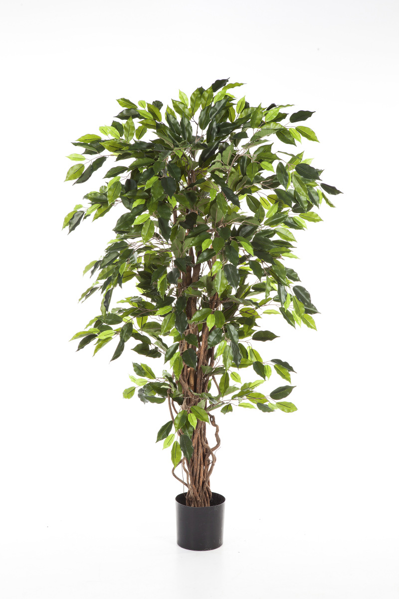 Ficus Liaan H: 150 cm