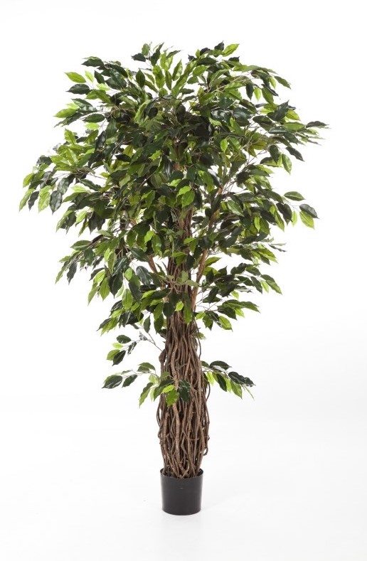 Ficus Liaan  H: 150 cm