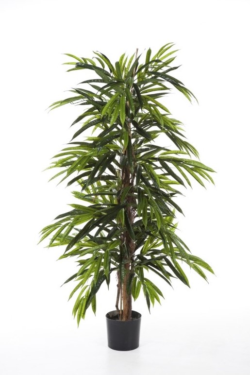 Ficus Longifolia Deluxe H: 120 cm