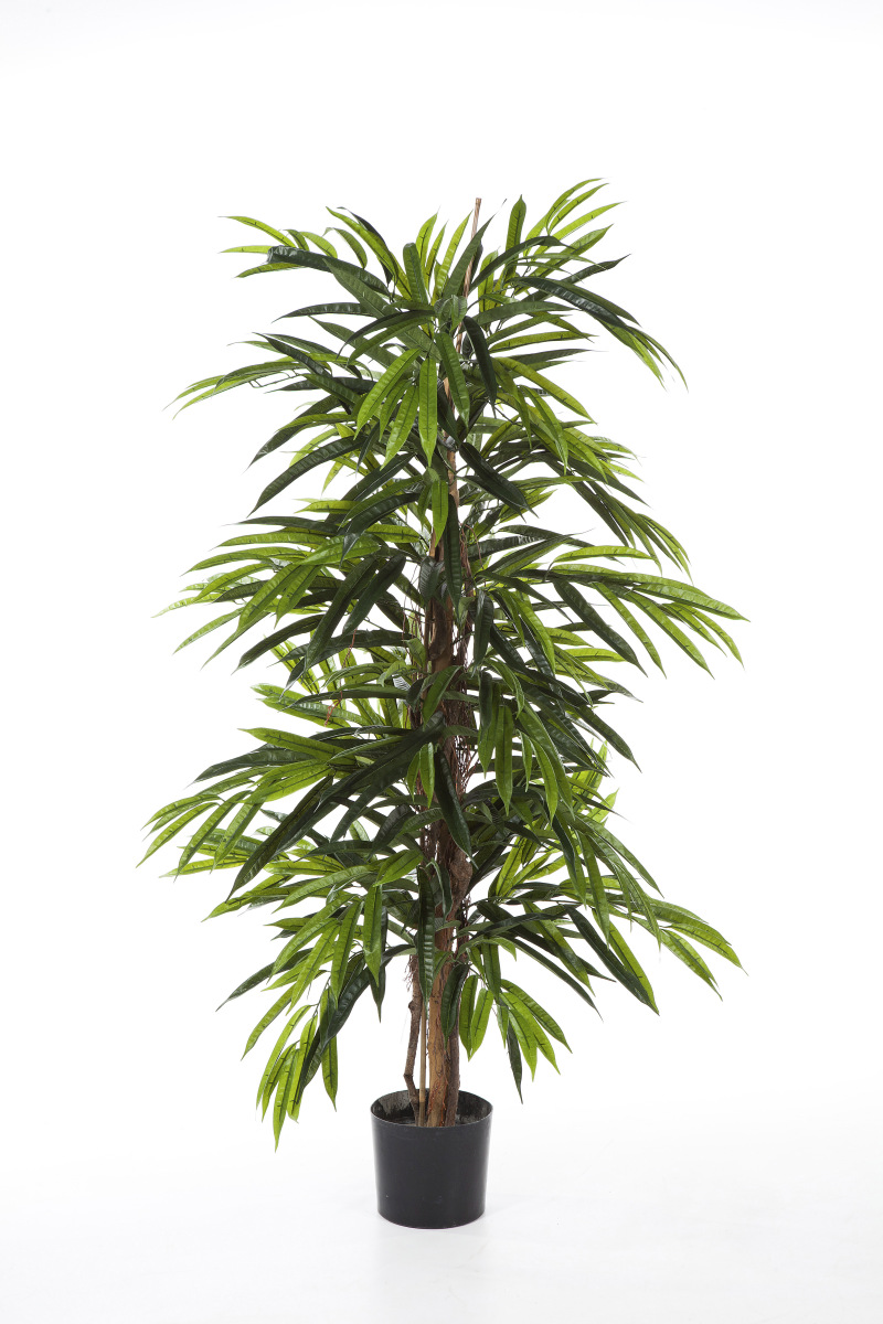 Ficus Longifolia Deluxe H: 150 cm