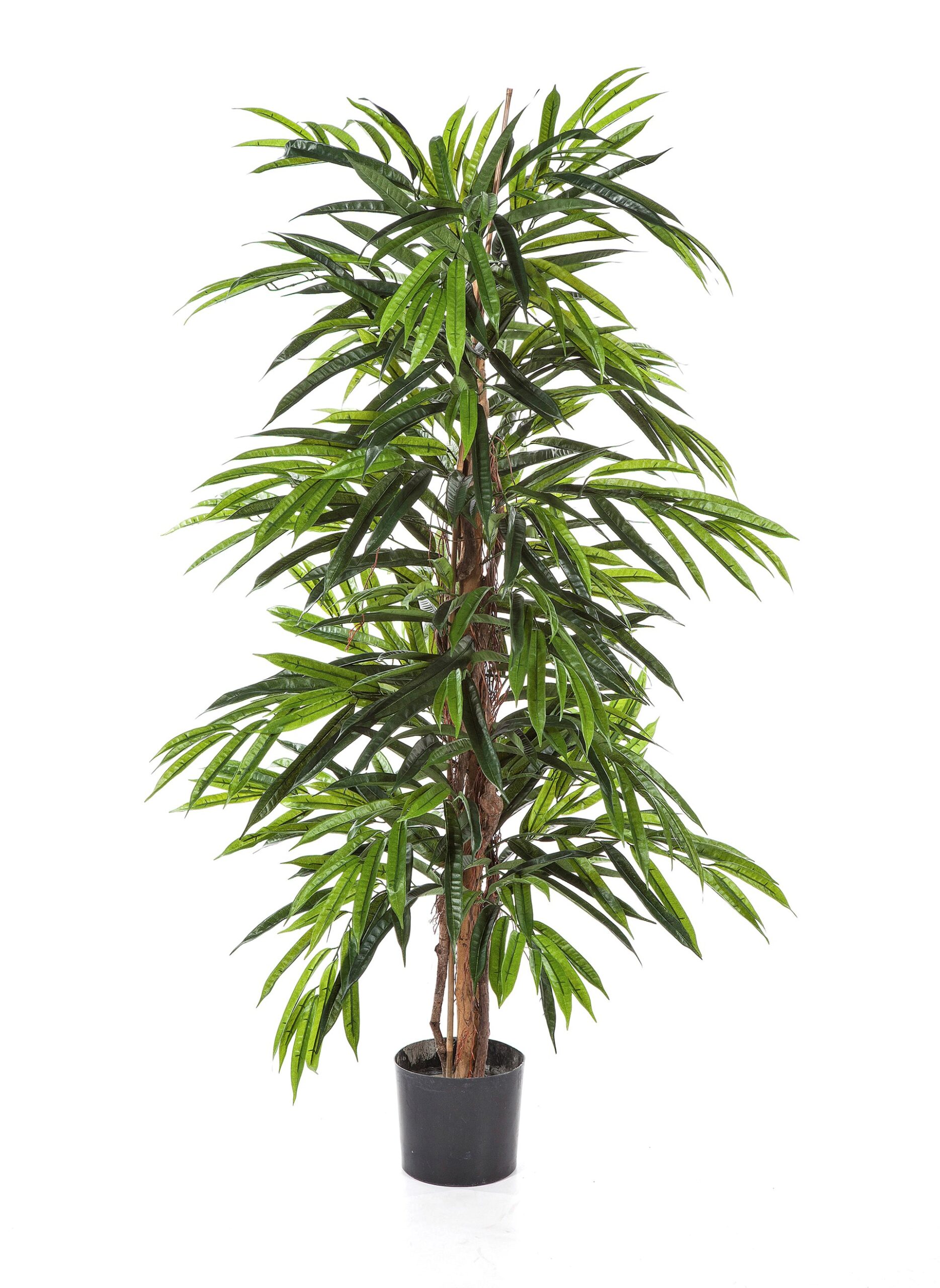 Ficus Longifolia Deluxe H: 210 cm