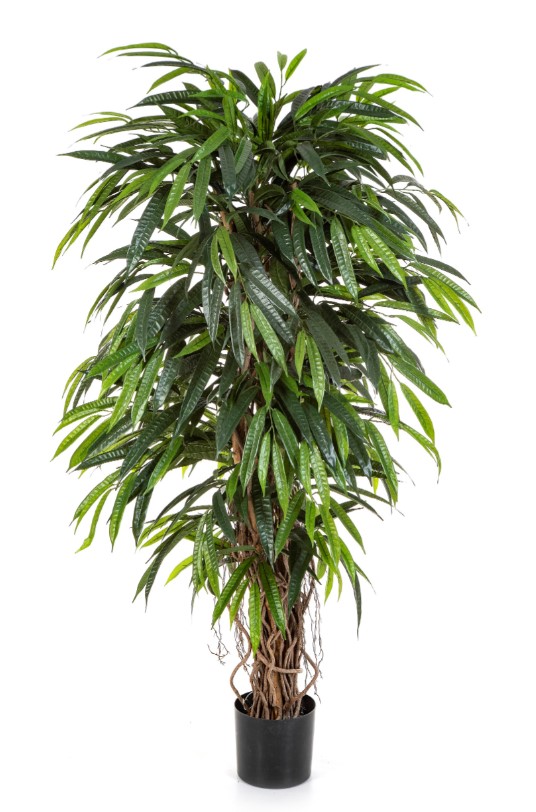 Ficus Longifolia Liana Deluxe H: 150 cm