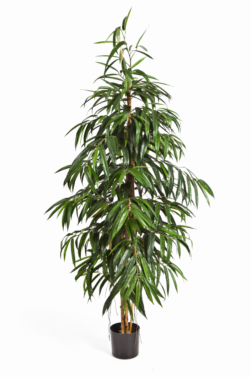 Ficus Longifolia - Vlamvertragend H: 180 cm