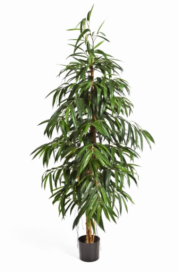 Ficus Longifolia - Vlamvertragend H: 210 cm