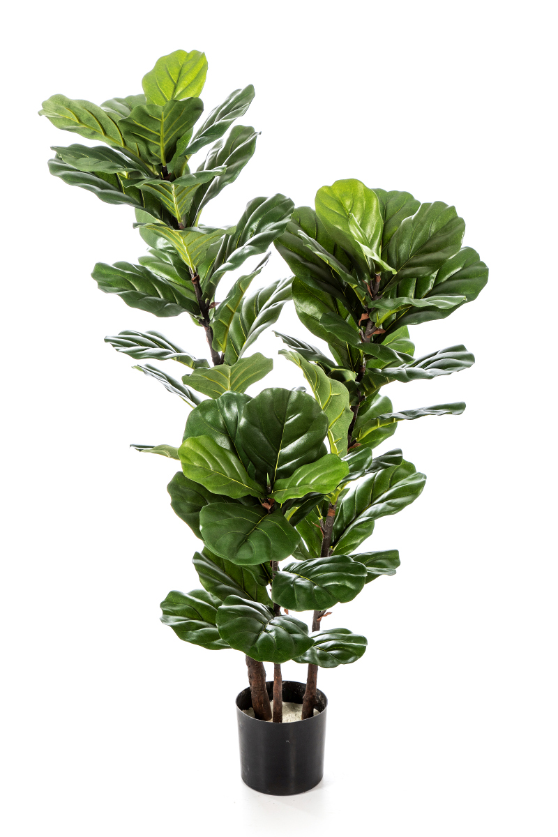 Ficus Lyrata Boom H: 130 cm