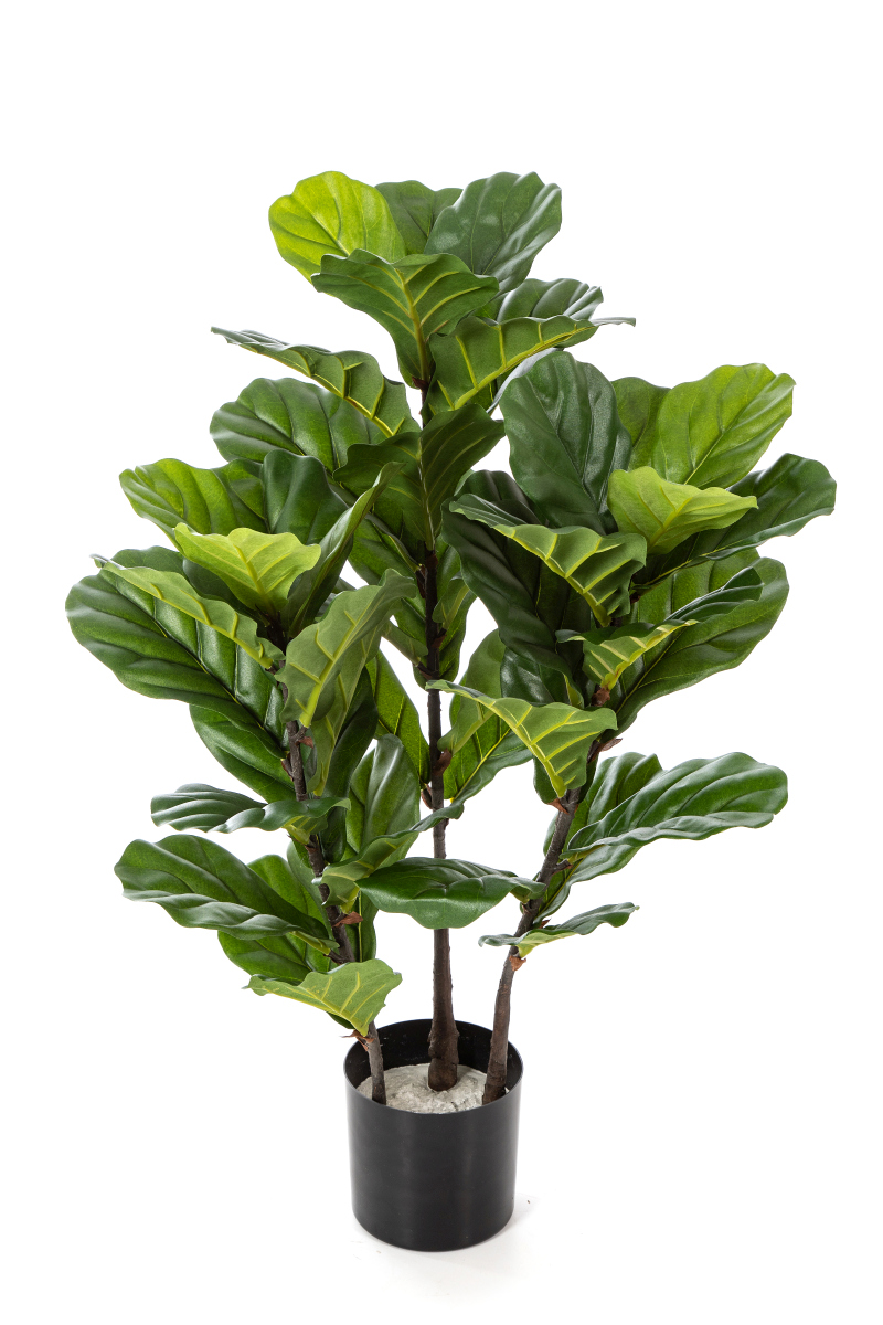 Ficus Lyrata Boom H: 90 cm