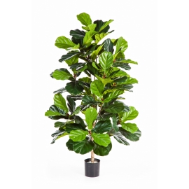 Ficus Lyrata Bush Boom H: 130 cm