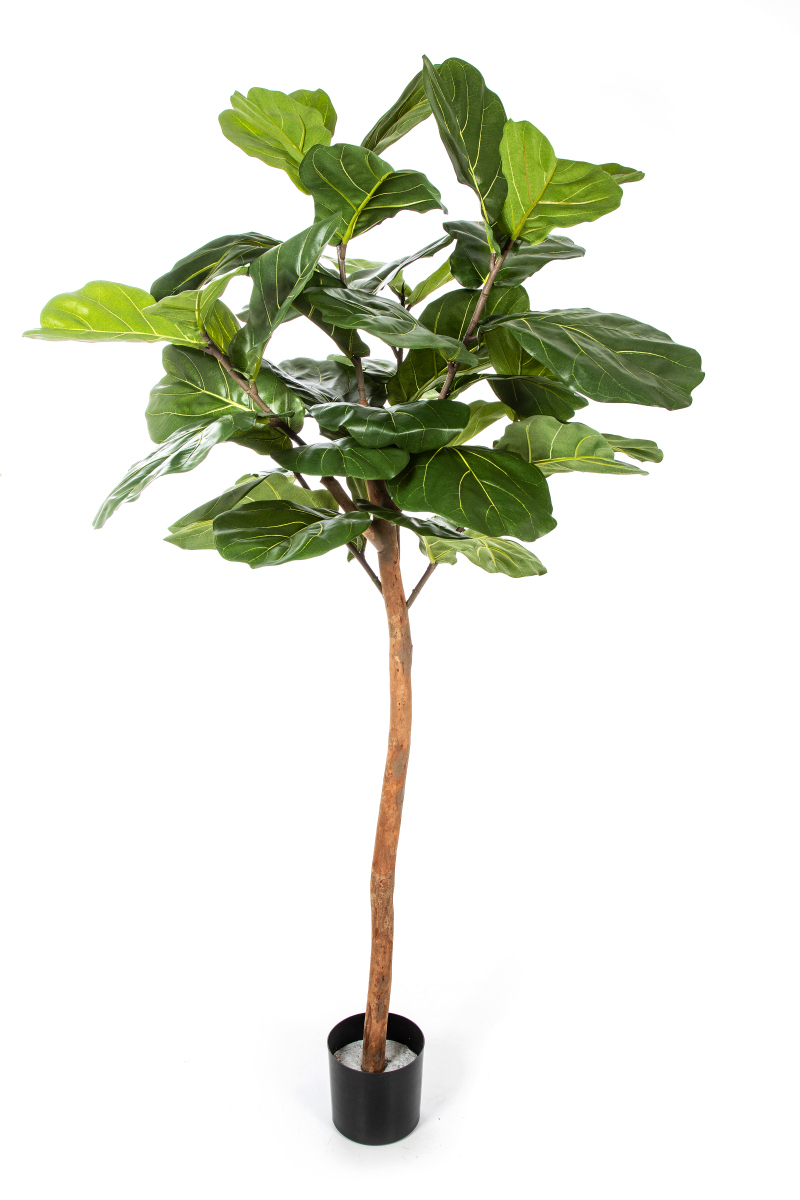 Ficus Lyrata Enkele Stam H: 170 cm