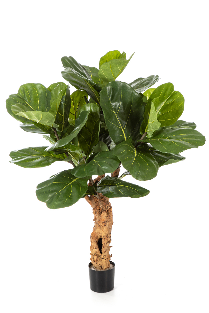 Ficus Lyrata Forest Stam H: 110 cm