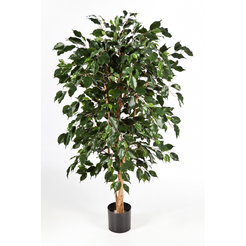 Ficus Nitida Exotica H: 180 cm