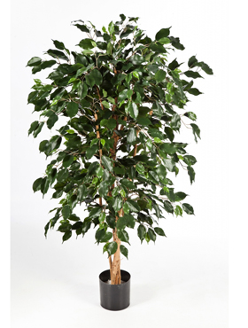 Ficus Nitida Exotica H: 210 cm