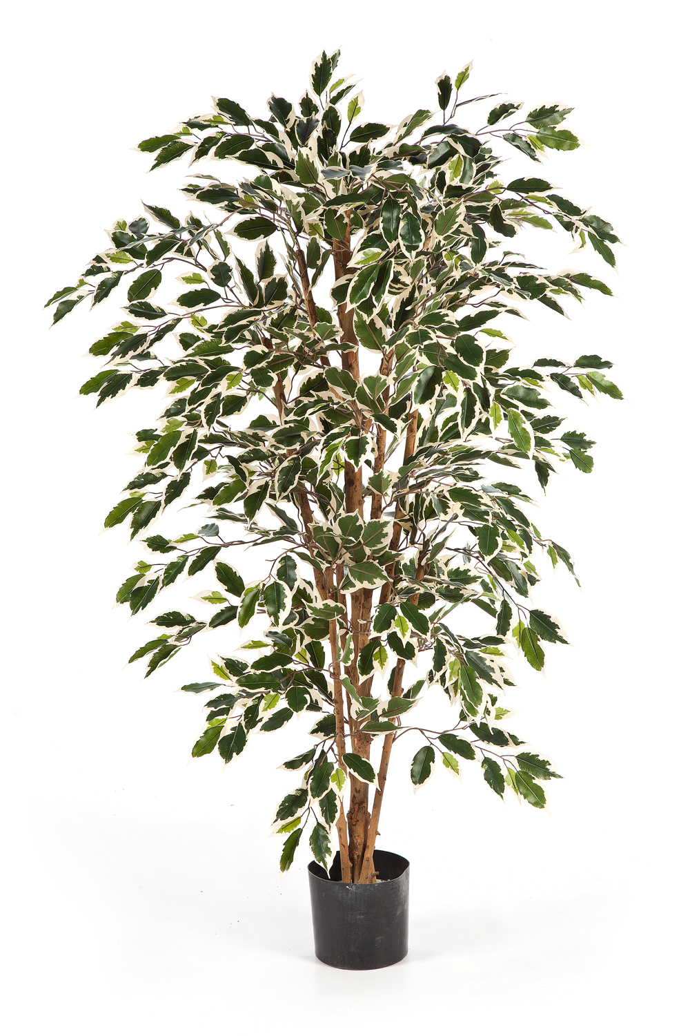 Ficus Nitida H: 120 cm