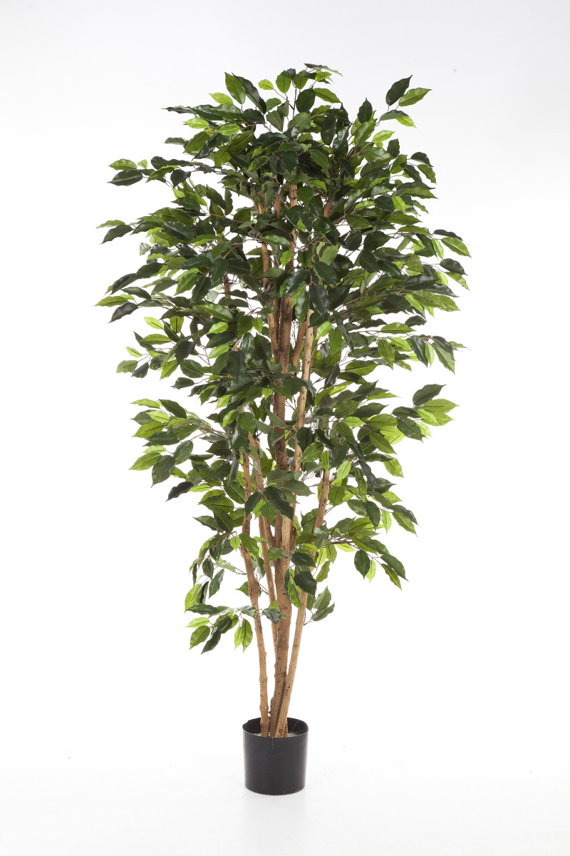 Ficus Nitida H: 180 cm