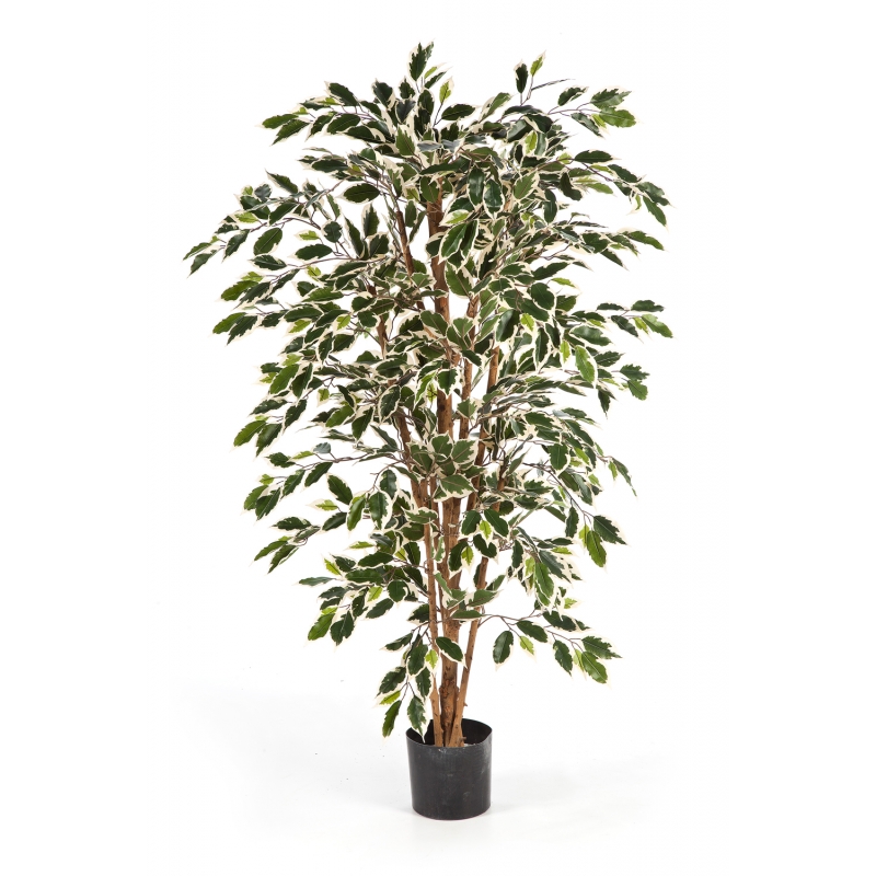 Ficus Nitida Variagated H: 150 cm