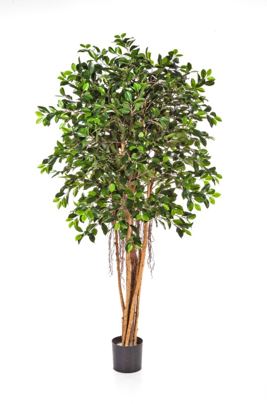 Ficus Retusa H: 150 cm