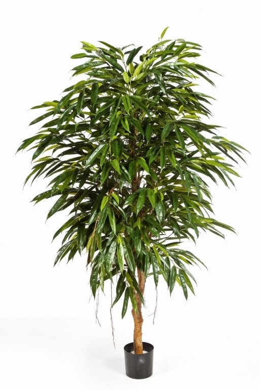 Ficus Royal Longifolia Boom H: 150 cm