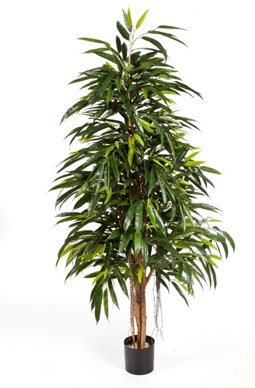 Ficus Royal Longifolia H: 150 cm