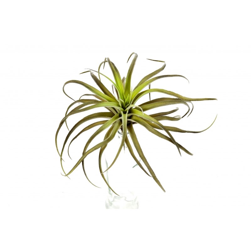 Flocked Tillandsia H: 26 cm