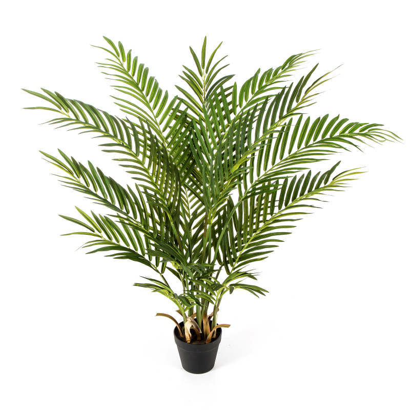 Forest Areca Palm   H: 100 cm