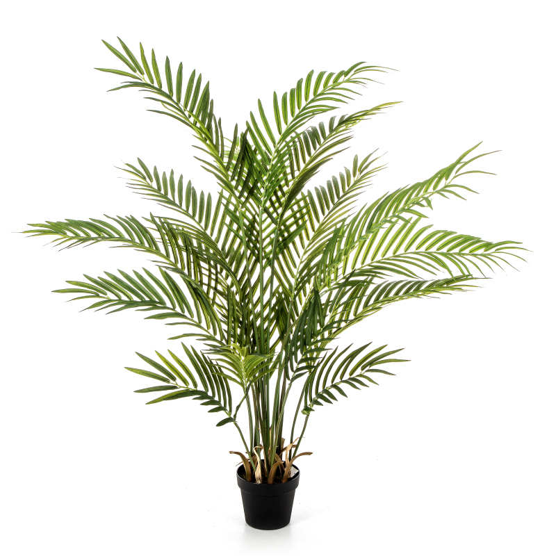 Forest Areca Palm   H: 130 cm