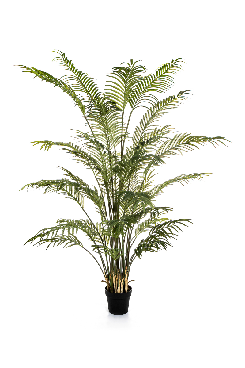 Forest Areca Palm   H: 205 cm