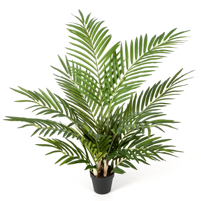 Forest Areca Palm   H: 80 cm