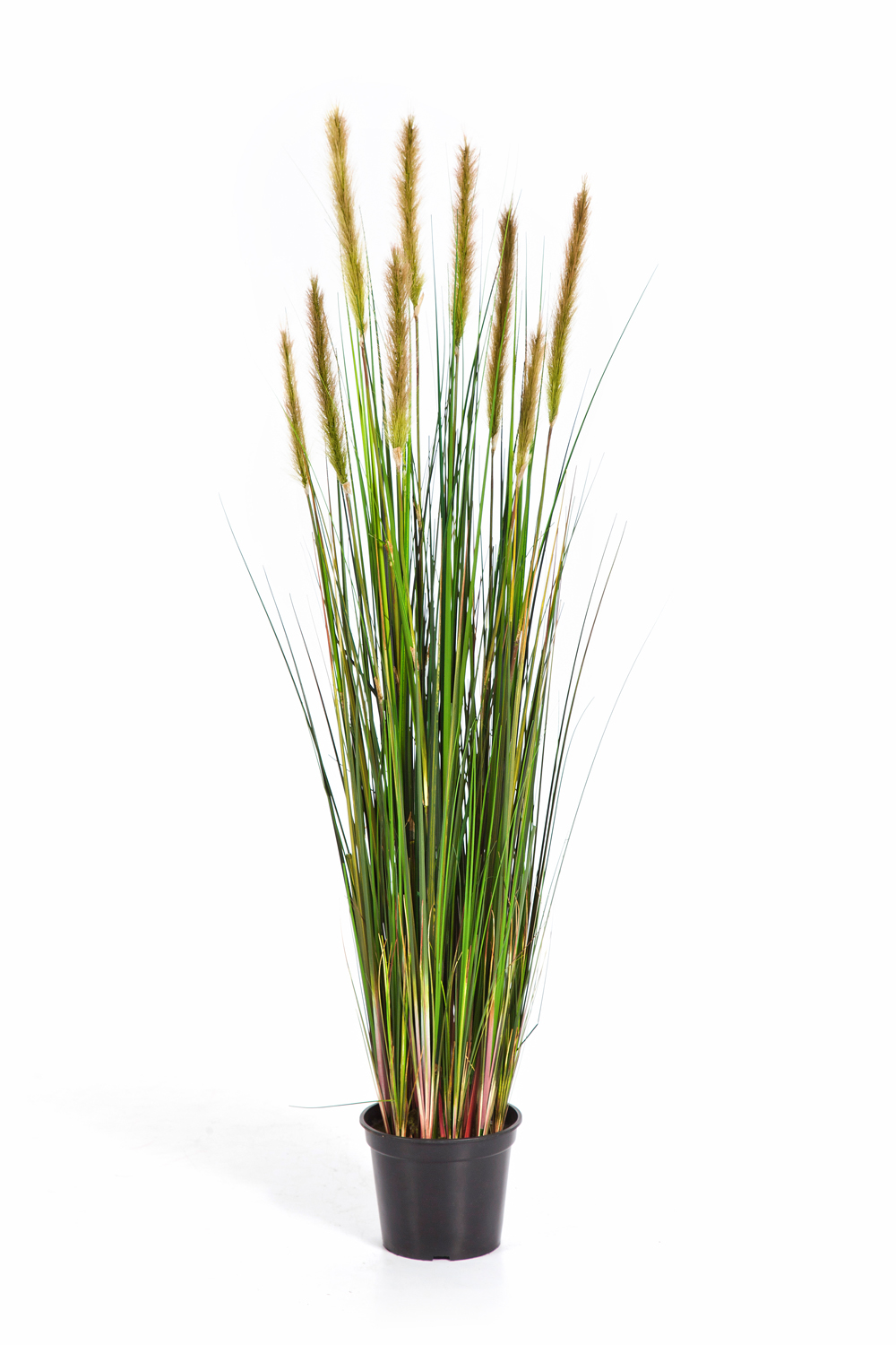 Foxtail Grass Groen Fl H: 120 cm