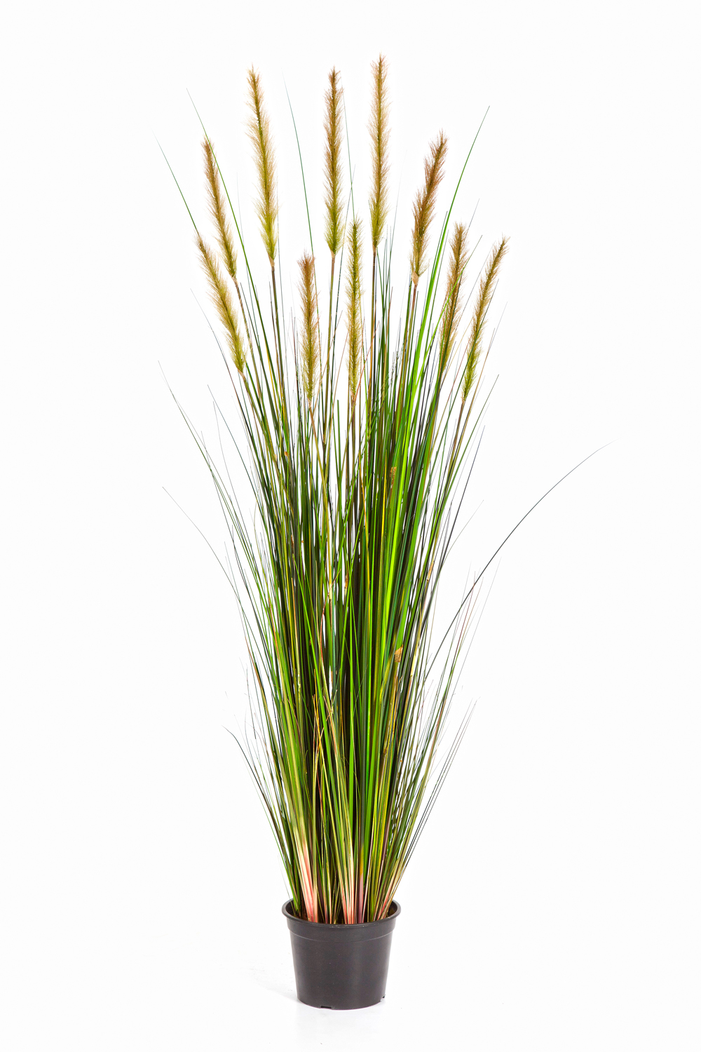 Foxtail Grass Groen Fl H: 150 cm