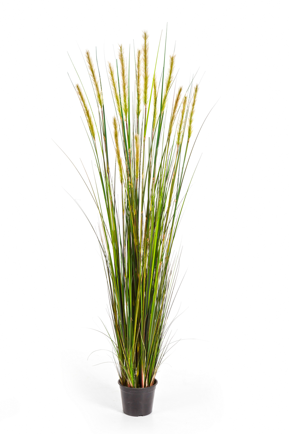 Foxtail Grass Groen Fl H: 180 cm