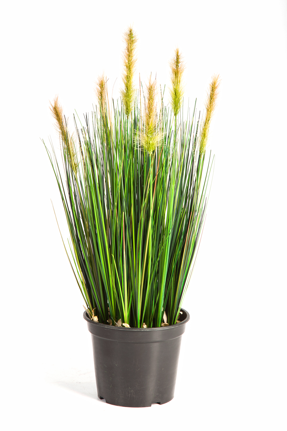 Foxtail Grass Groen Fl H: 60 cm