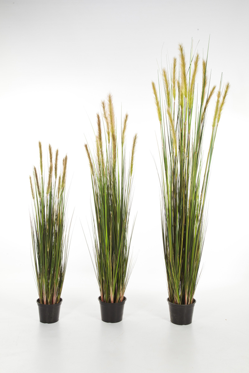 Foxtail Grass Groen Fl H: 90 cm