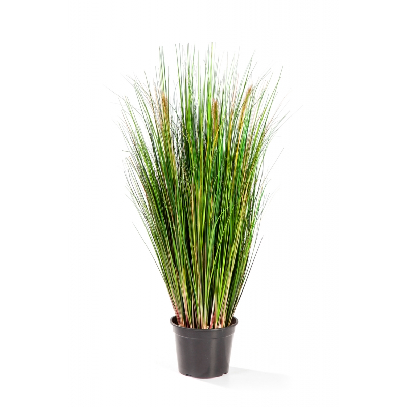 Foxtail Grass Groen Fl H: 90 cm