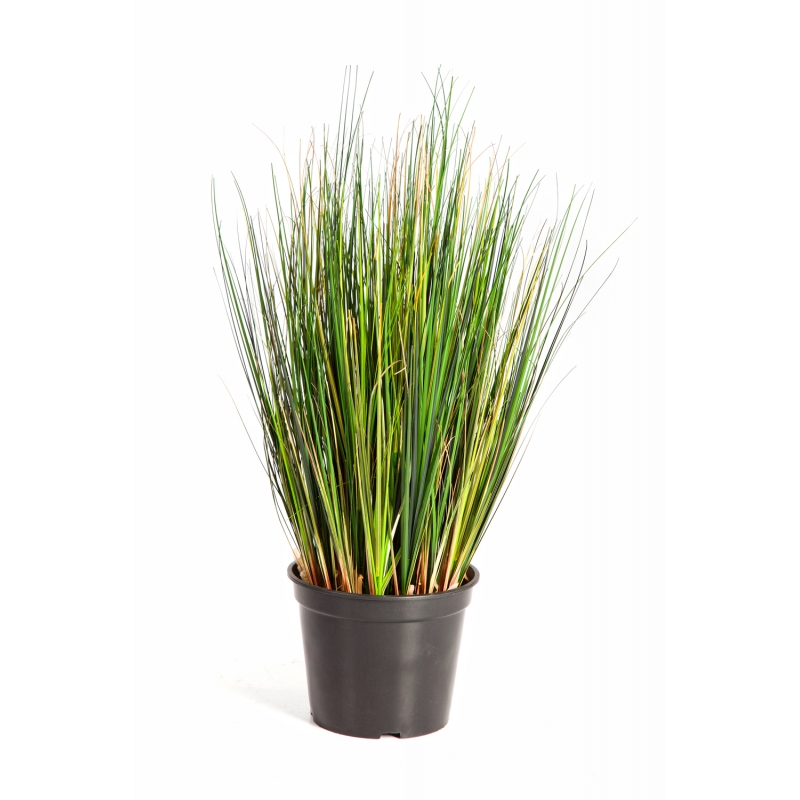 Foxtail Grass H: 60 cm