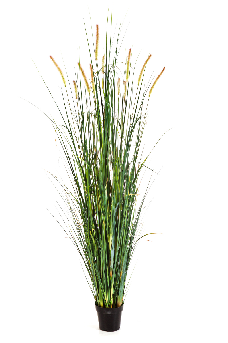 Foxtail Wild Gras L H: 175 cm