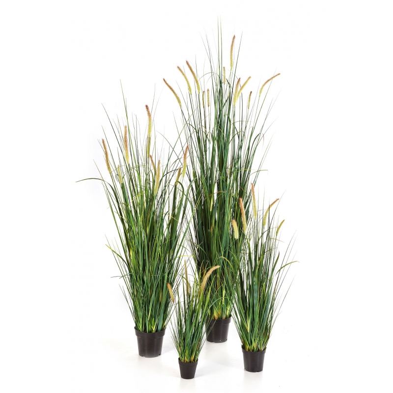 Foxtail Wild Gras L H: 60 cm