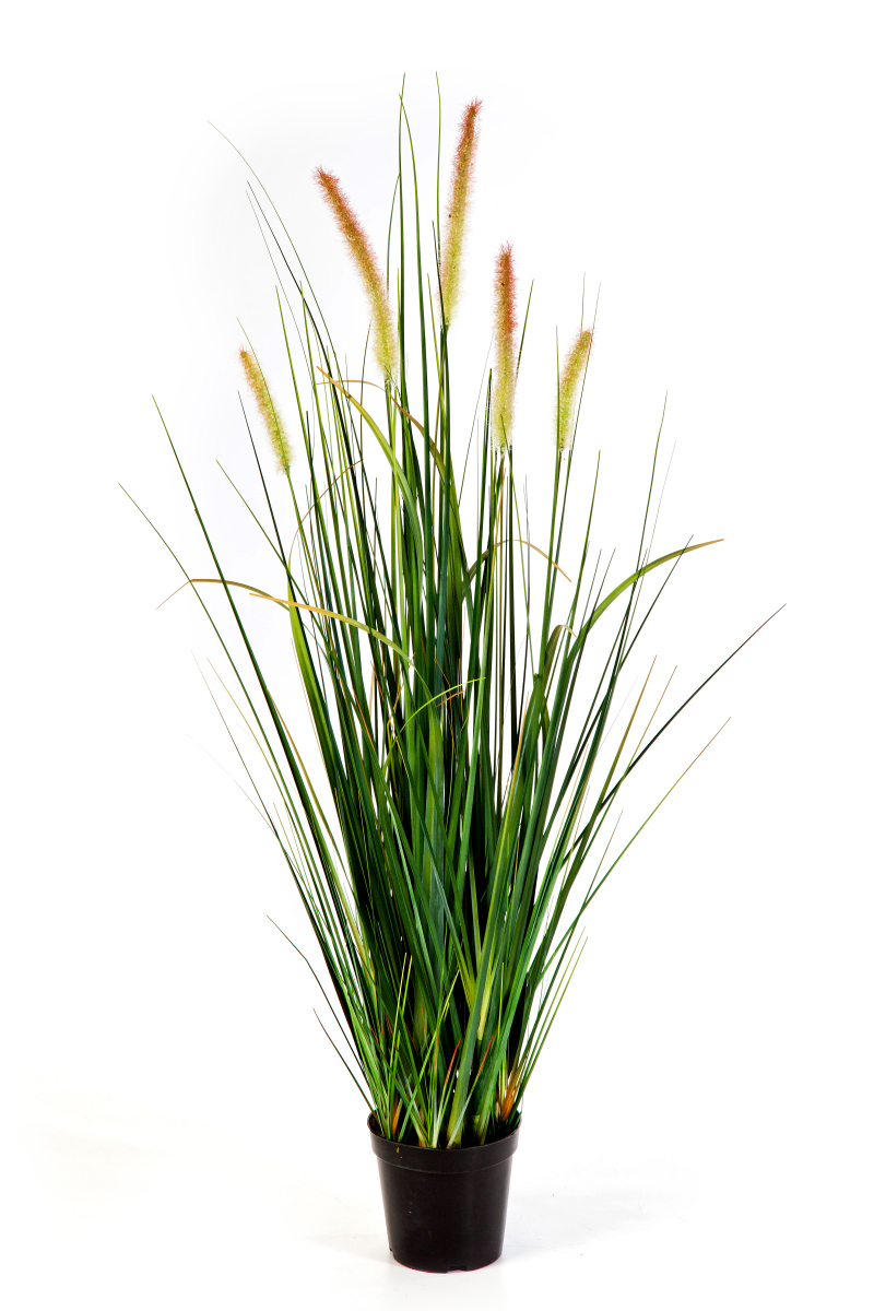 Foxtail Wild Gras L H: 95 cm