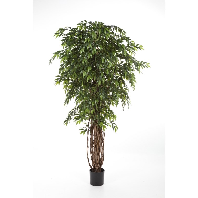 Franse Ficus Liaan H: 150 cm