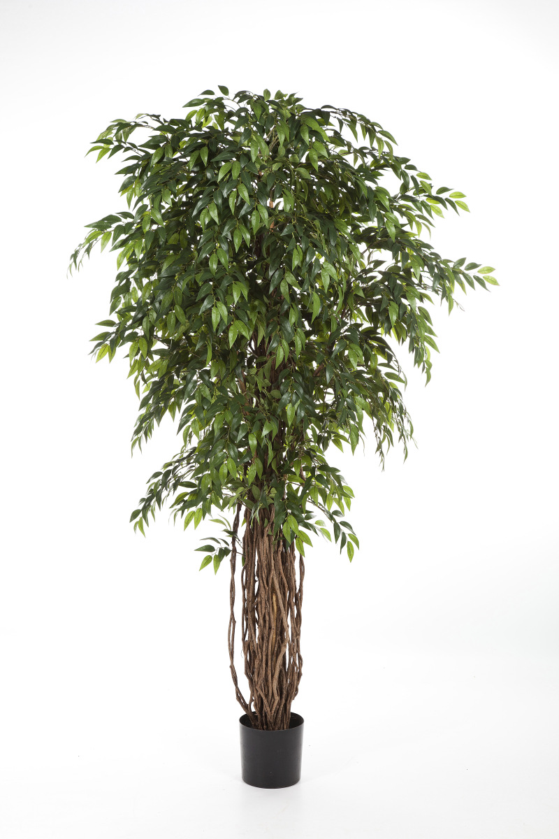 Franse Ficus Liaan H: 210 cm