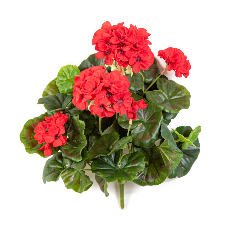 Geranium Bush H: 30 cm