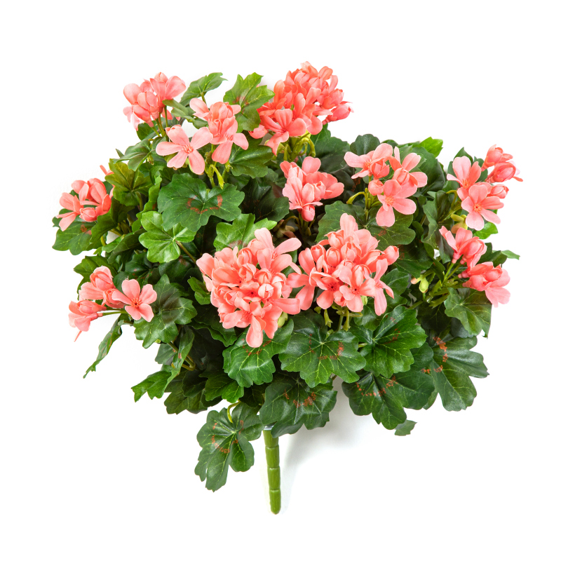 Geranium Cascade Bush H: 35 cm