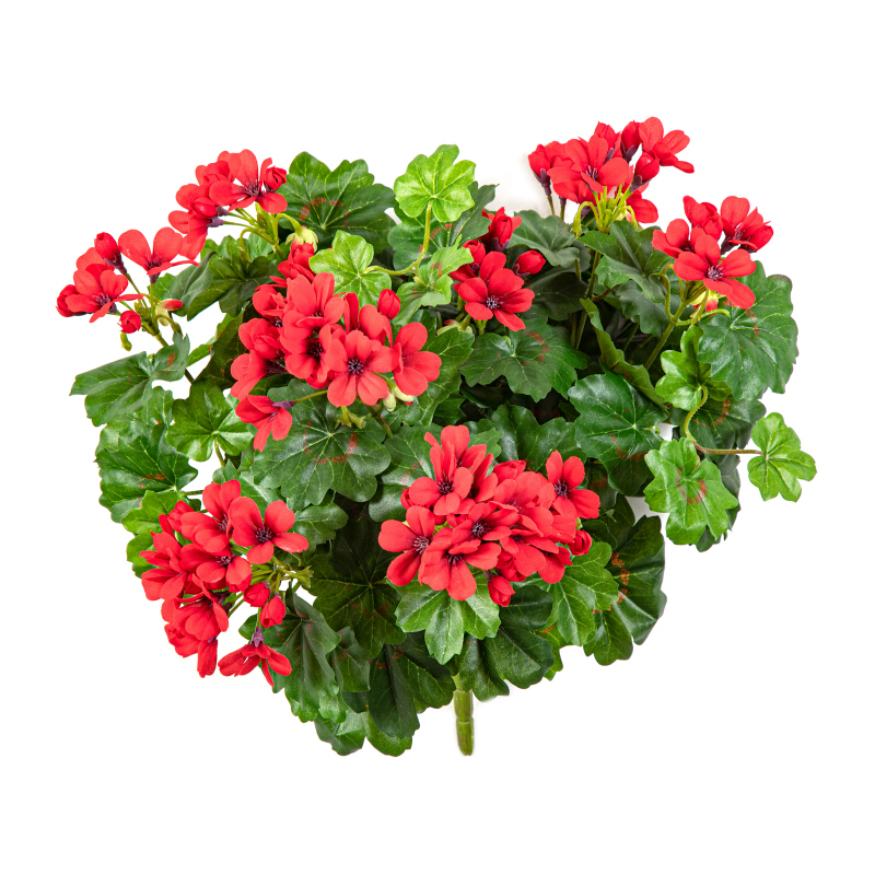 Geranium Cascade Bush H: 35 cm