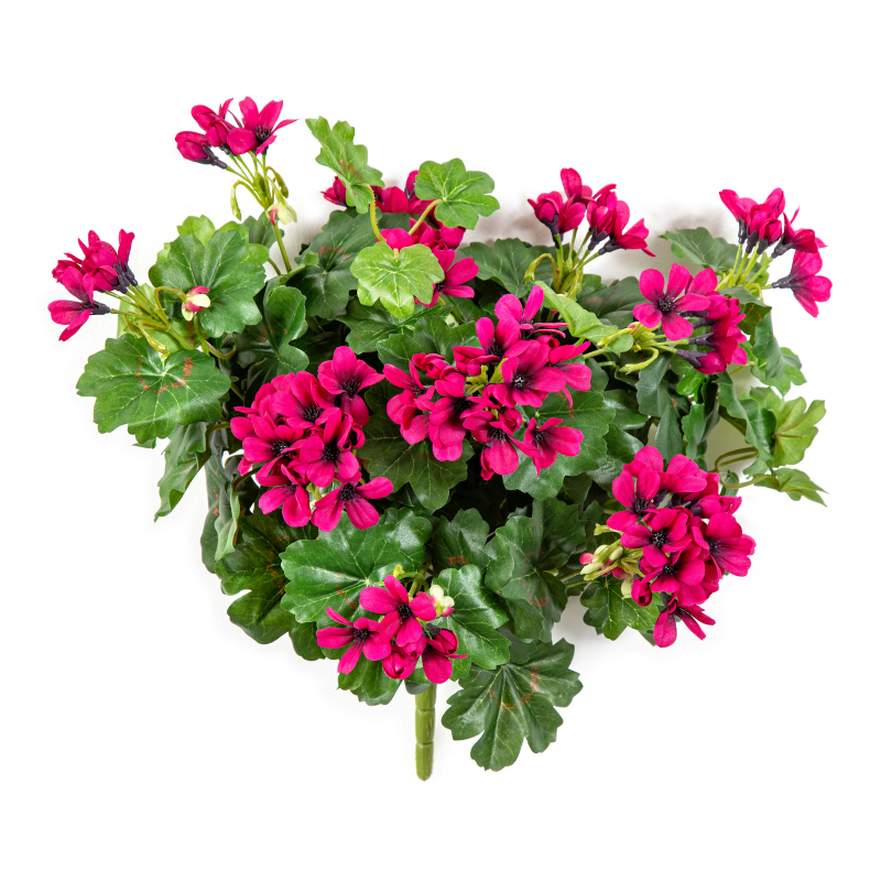 Geranium Cascade Bush H: 35 cm