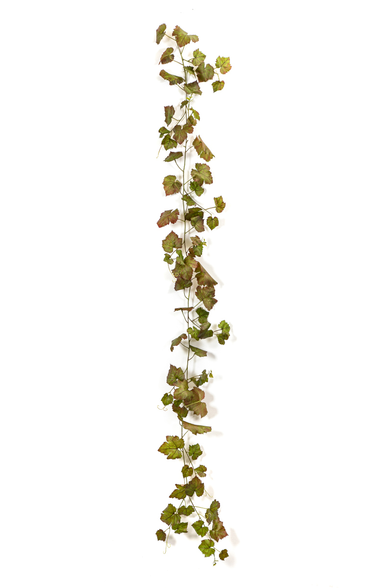 Grape Klimop Vine Autumn H: 230 cm