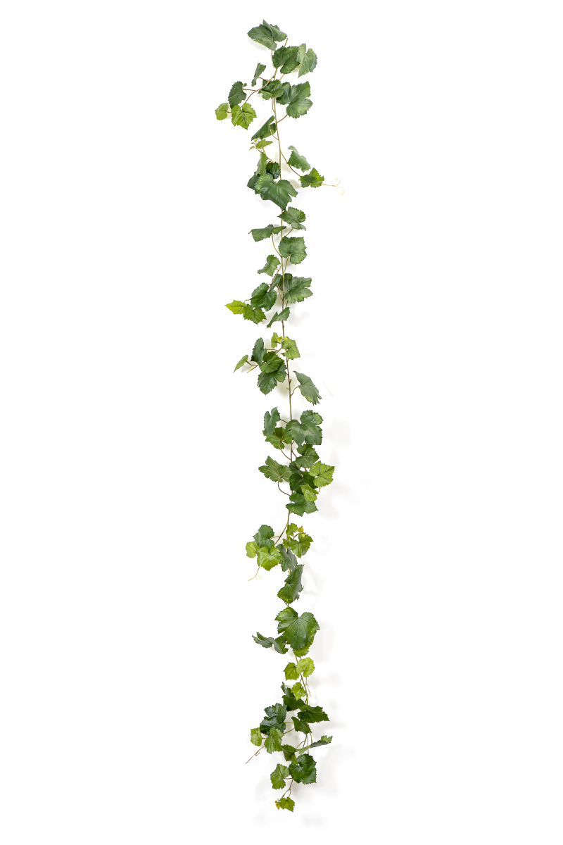 Grape Klimop Vine Groen H: 230 cm