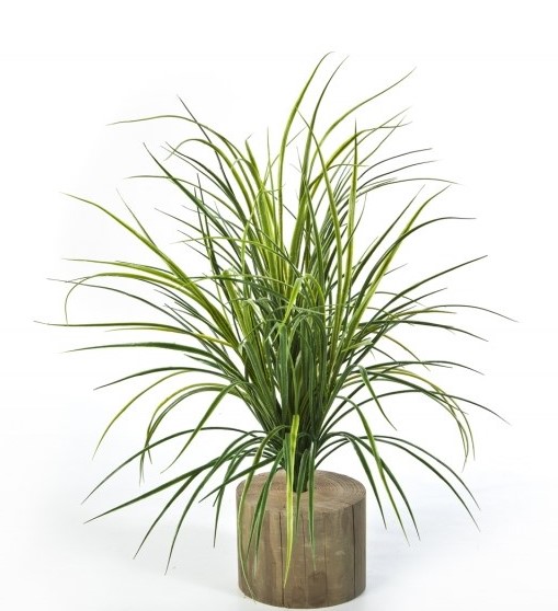 Gras Bunch H: 75 cm