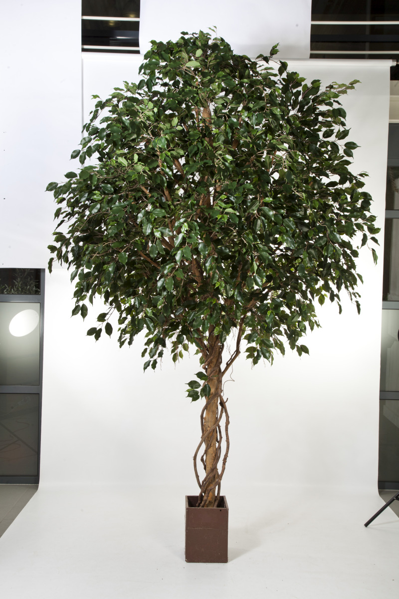 Groot Ficus Exotica Boom H: 315 cm