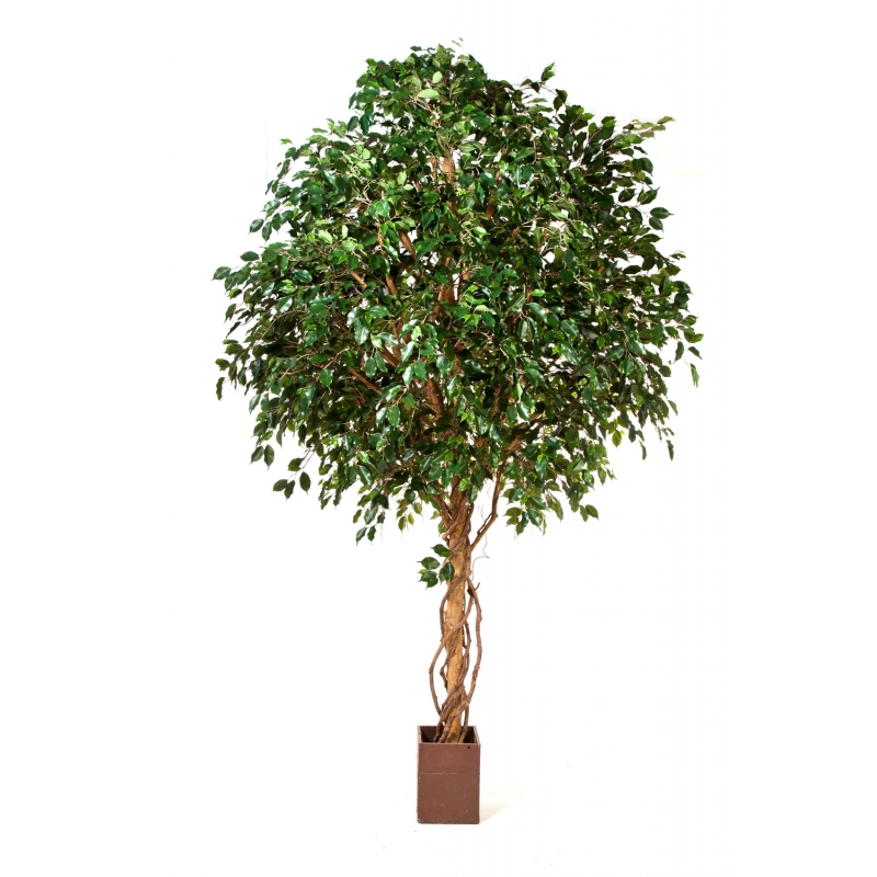 Groot Ficus Exotica Boom H: 360 cm
